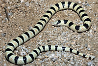 Colorado Desert Shovel-nosed Snake