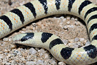 Colorado Desert Shovel-nosed Snake