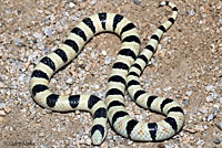 Colorado Desert Shovel-nosed Snake