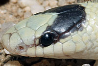 Colorado Desert Shovel-nosed Snake