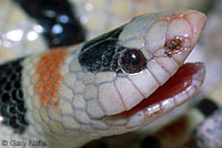 Colorado Desert Shovel-nosed Snake