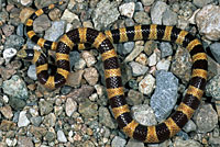 Nevada Shovel-nosed Snake