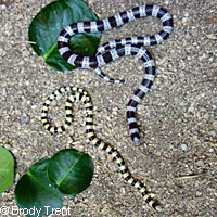 Mohave Shovel-nosed Snake 