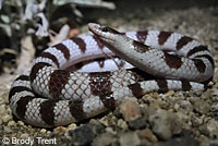 Mohave Shovel-nosed Snake 