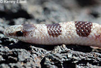 Mohave Shovel-nosed Snake 