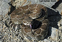 southern pacific rattlesnake