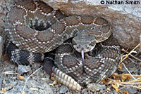 southern pacific rattlesnake