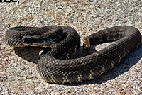 southern pacific rattlesnake