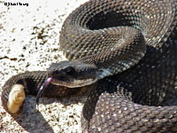 southern pacific rattlesnake