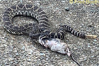 southern pacific rattlesnake