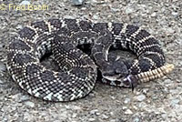 southern pacific rattlesnake