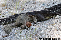 southern pacific rattlesnake