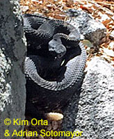 southern pacific rattlesnake