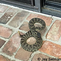 southern pacific rattlesnake