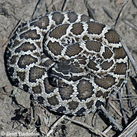 southern pacific rattlesnake