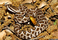 southern pacific rattlesnake