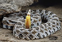 southern pacific rattlesnake