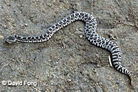 southern pacific rattlesnake