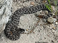 southern pacific rattlesnake