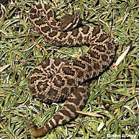 southern pacific rattlesnake