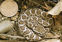 southern pacific rattlesnake