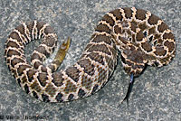 southern pacific rattlesnake