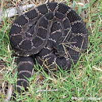 northern pacific rattlesnake