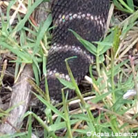 northern pacific rattlesnake