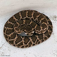 southern pacific rattlesnake