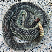 southern pacific rattlesnake