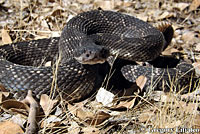 southern pacific rattlesnake