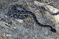 southern pacific rattlesnake