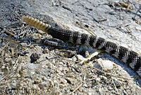 southern pacific rattlesnake