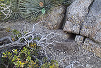 southern pacific rattlesnake habitat