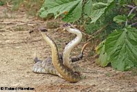 southern pacific rattlesnake