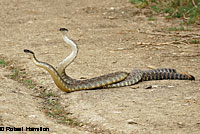 southern pacific rattlesnake