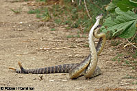 southern pacific rattlesnake