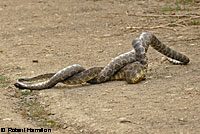 southern pacific rattlesnake