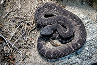 southern pacific rattlesnake