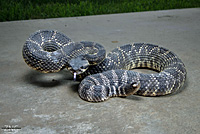 southern pacific rattlesnake