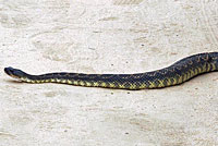 southern pacific rattlesnake