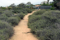 southern pacific rattlesnake