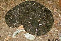 southern pacific rattlesnake