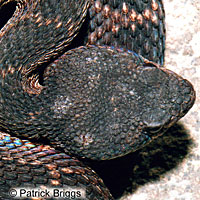 southern pacific rattlesnake