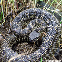 southern pacific rattlesnake