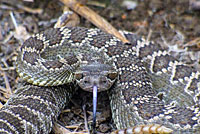 southern pacific rattlesnake