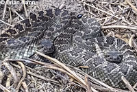 southern pacific rattlesnake