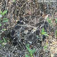 southern pacific rattlesnake