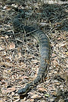 southern pacific rattlesnake