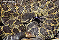 southern pacific rattlesnake